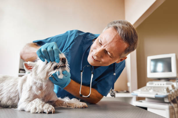 Best Broken Tooth Emergency  in Louisburg, KS